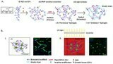8. Spatial Control of Cell-Mediated Degradation to Regulate Vasculogenesis and Angiogenesis in Hyaluronan Hydrogels