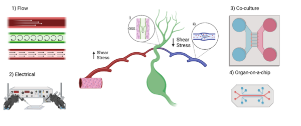 Mimicking blood and lymphatic vasculature using microfludic system