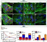 7. The Differential Formation of the LINC-mediated Perinuclear Actin Cap in Pluripotent and Somatic Cells